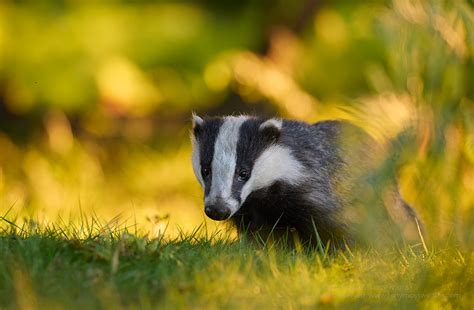 Golden Light Tony Moss Wildlife Photographer