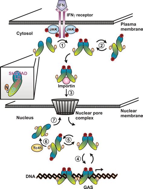 Gene Activation By The Cytokine Driven Transcription Factor Stat