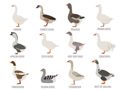 6 Best Backyard Goose Breeds For A Friendly And Rewarding Flock