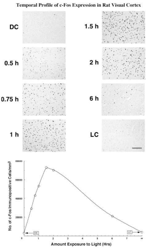 Time Course Of C Fos Protein Expression In Rat Visual Cortex The Download Scientific Diagram