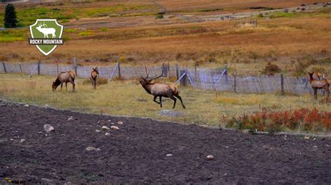 Elk Rutting Season In Rocky Mountain National Park Youtube