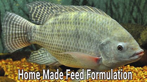 Home Made 3 Types Of Nile Tilapia Feed Formulation Tilapia Farming Youtube