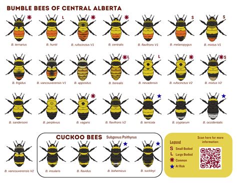 Identifying Wild Bees Alberta Native Bee Council