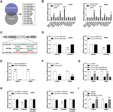 A Circular Rna From Apc Inhibits The Proliferation Of Diffuse Large B