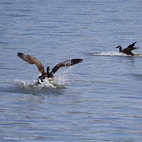 Guide to Wildlife Photogrpahy in the Adirondacks