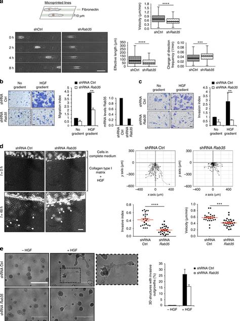 Rab Is Required For D Migration And Chemoinvasion In D A Still