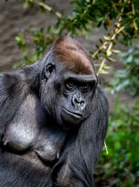 Eastern Lowland Gorilla Trekking Discovery Journeys