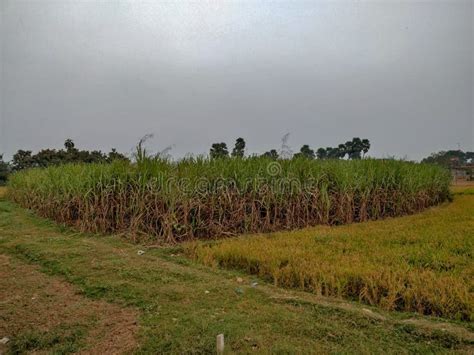 Agriculture and Agricultural Land in India Stock Photo - Image of ...