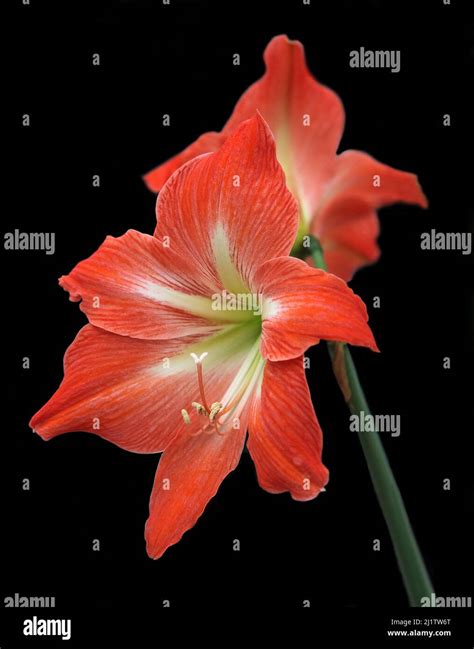 Amaryllishippeastrum Reticulatumnetted Veined Amaryllisflowering