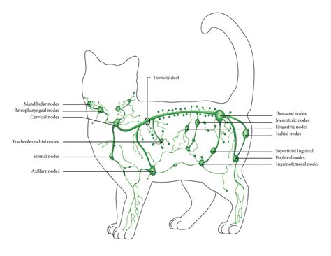 Diagram Of Cats Lymphatic System Animation Of A Cats Lympha