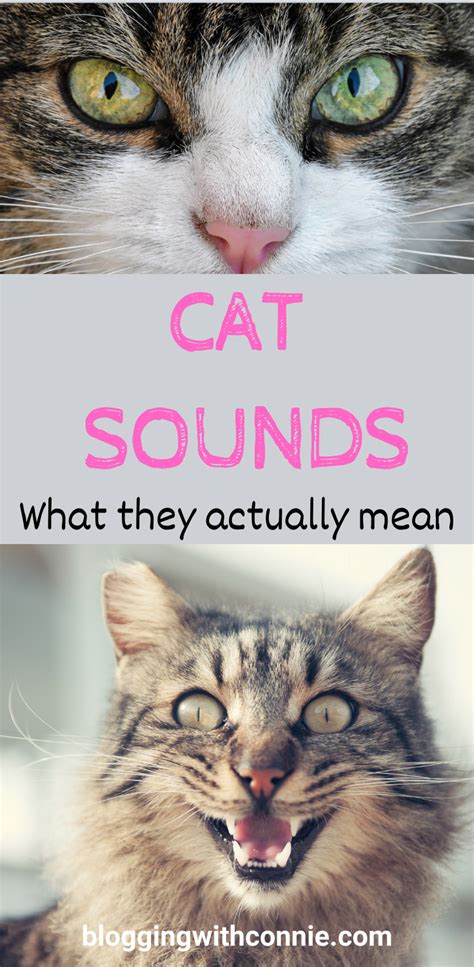 Cat Sounds What They Actually Mean Cat Communication Cat Cuddle Cats