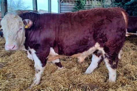 7 Pedigree Hereford Breeding Bulls | SellMyLivestock - The Online ...