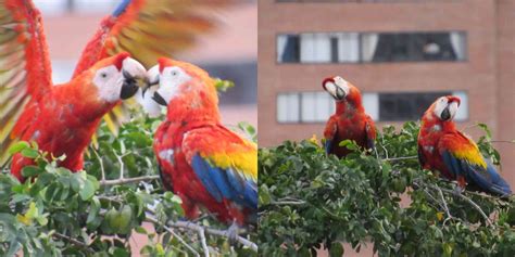 Guacamayas Y Loras En Medio De La Urbe Paisa Semana