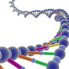 Dna Ladder . at Best Price in South 24 Parganas, West Bengal | Gcc ...