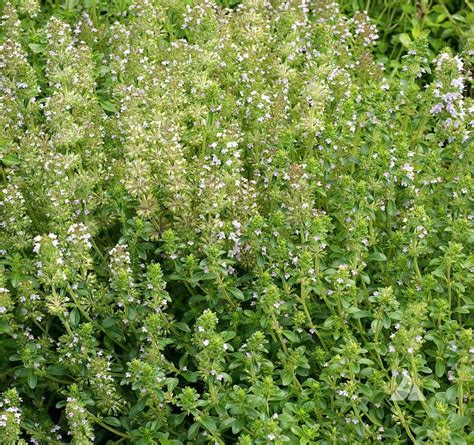 Wild Thyme Thymus Pulegioides Applewood Seed Company