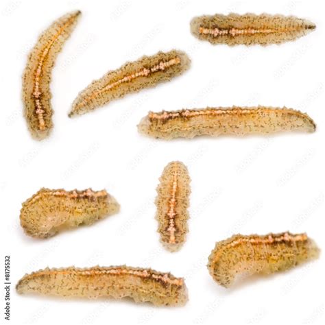 Hoverfly Larvae Stock Photo | Adobe Stock