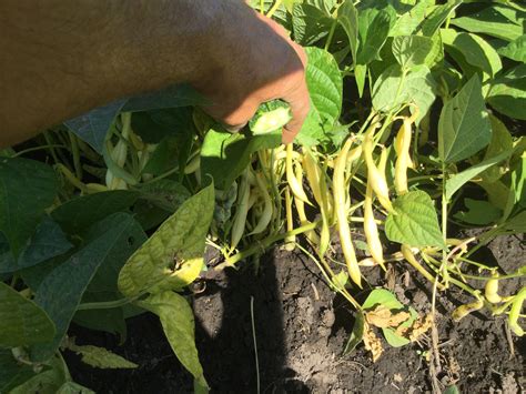 Gold Rush Organic Yellow Snapgreen Bean Seed Triple Divide Organic