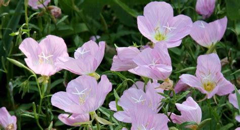 Wildflowers In Your Gardens Oenethera Speciosa The Pink Missouri