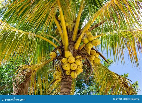 Cocos Nucifera De Palmera De Coco Con Topeekeege De Fruta Amarilla