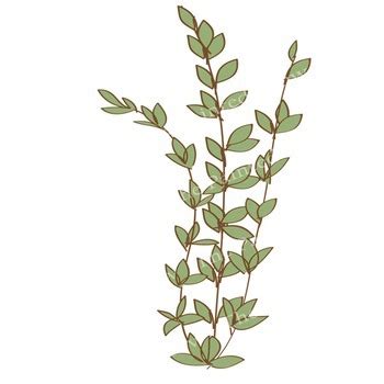 Watercolor Oregano Herb Clip Art Png Clip Art Library