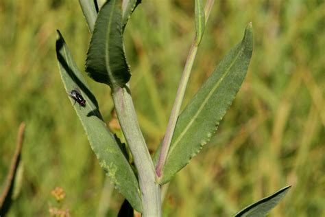 Polyploid Net Sw Plants