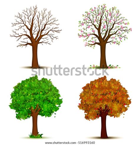 Four Seasons Trees Vector Stock Vector Royalty Free