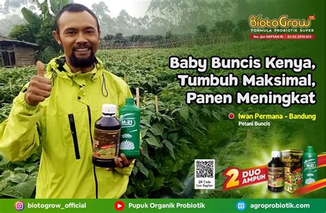 Baby Buncis Kenya Tumbuh Maksimal Panen Meningkat