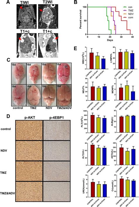 A Eight Days After Wistar Rats Were Intracranially Injected With C