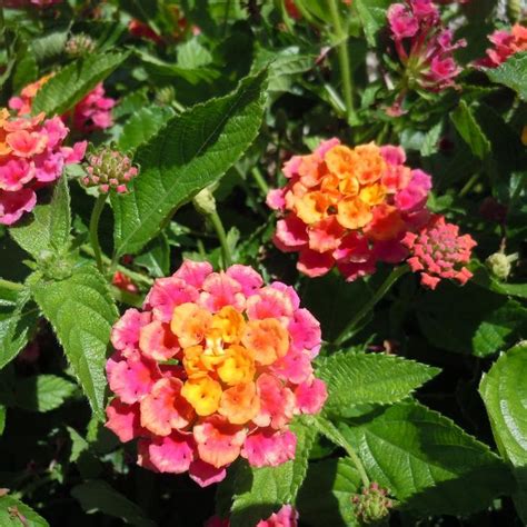 Lantana Heartland Pink Sunset Lantana Garden Center Marketing