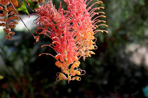 Bloem Grevillea Super Plantkunde Gratis Foto Op Pixabay Pixabay