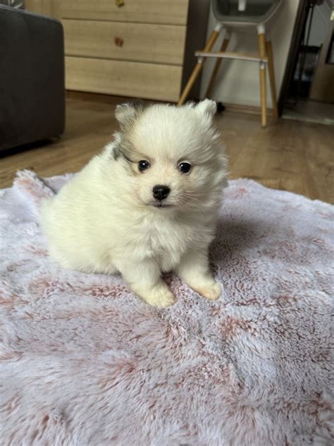 Pomeranian Suczka Gotowa Do Odbioru Ko Mice Ma E Olx Pl