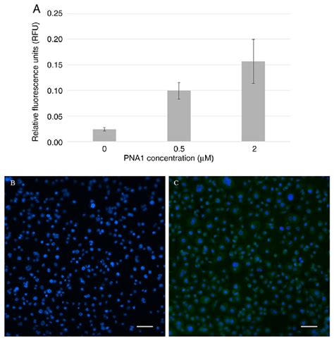 Aspc Cell Permeability To Fluorescently Labeled Pna A Rfus Of