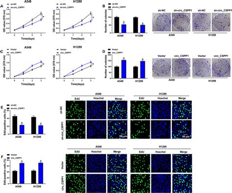 The Functional Roles Of Circcspp1 On Cell Proliferation In Nsclc