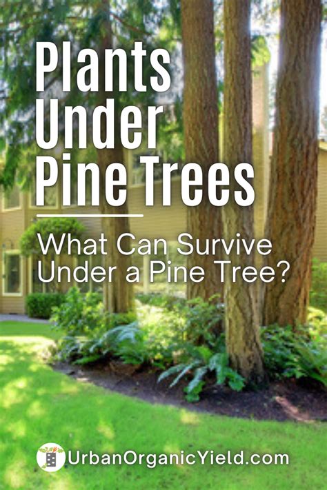 The Words Plants Under Pine Trees What Can Survive Under A Pine Tree