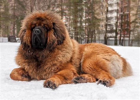 Tibetan Mastiff This breed is a direct descendant of the ancient ...