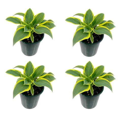 White Hosta Plant In 25 Quart Pot 4 Pack 1419 At
