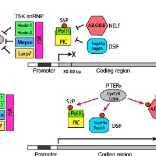 (PDF) Mechanisms and Developmental Roles of Promoter-proximal Pausing ...