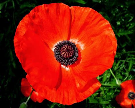 Remembrance Poppy Fields Associatesholoser