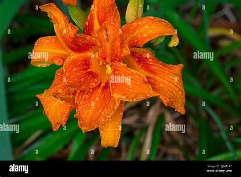 Close Up Of Orange Double Petaled Daylily Also Known As Ditch Lily