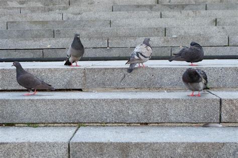 Premium Photo Pigeons On Steps