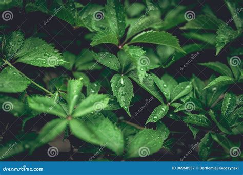 Green Leafs Of Five Leaf Vines Parthenocissus Quinquefolia Stock Image