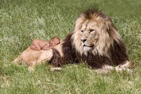 Baby sleeping on lion stock photo. Image of child, newborn - 100408610