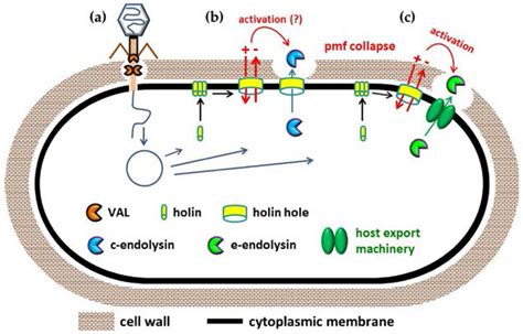 Antibiotics Free Full Text Engineering Of Phage Derived Lytic