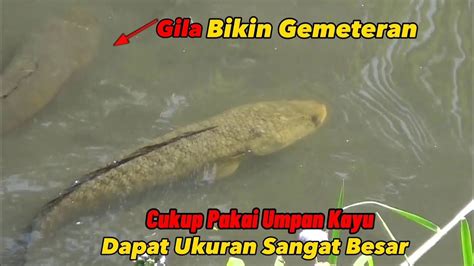 Ngeri Mancing Ikan Gabus Besar Di Sungai Liar Ini Gak Nyangka Dapat