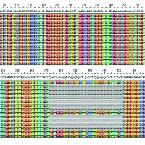 Sequence Analysis And Alignment Of Polymorphic Amplicons Generated By