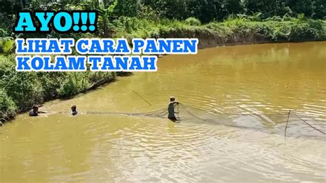 Ini Dia Cara Menangkap Ikan Nila Kolam Tanah Budidaya Ikan Nila Youtube