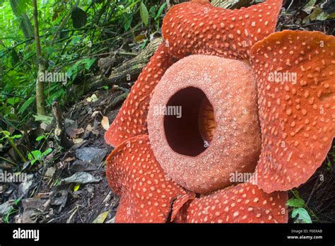 Giant Flower Rafflesia Arnoldii Hi Res Stock Photography And Images Alamy