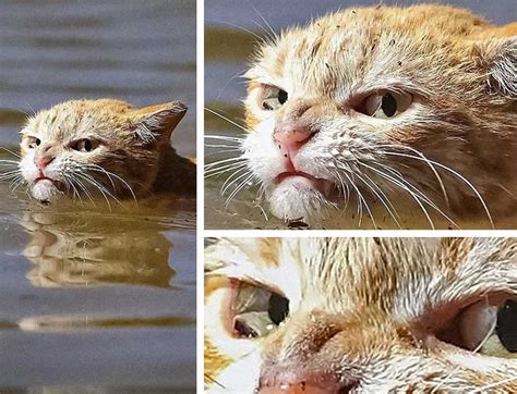 20 гневни котки, с които не би искал да си имаш работа