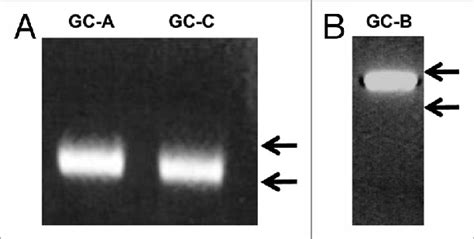 Effects Of Inhibitors Of Guanylate Cyclase And Protein Kinase G On Yc