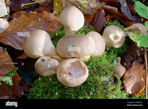 Stump Puffball Lycoperdon Pyriforme In Moss With Beech Leaves Stock